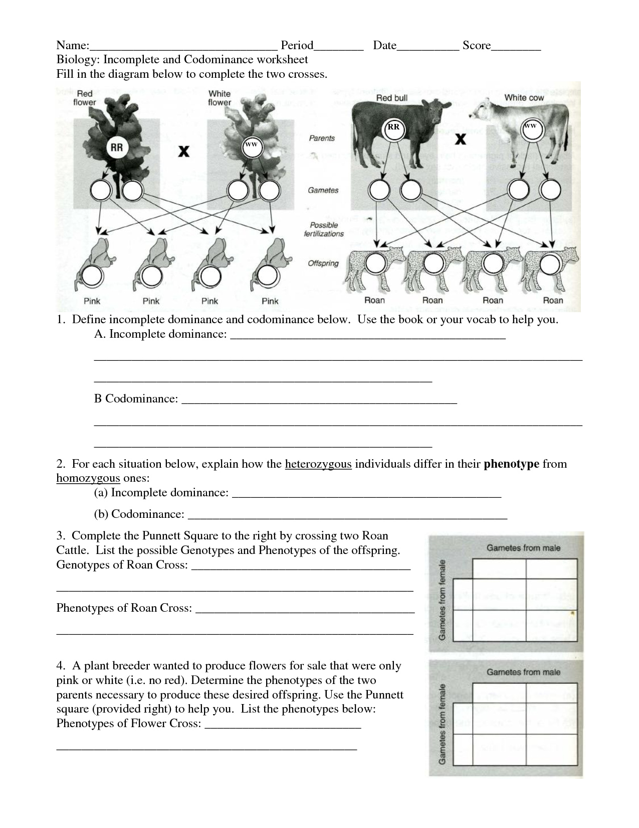 amoeba sisters incomplete dominance worksheet pdf